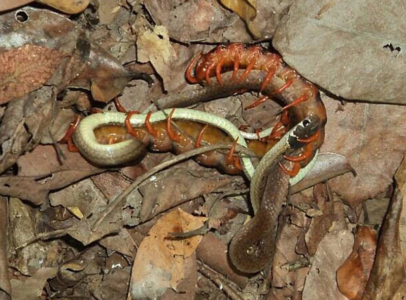 Illustration for article titled Sorprenden a un ciempiés atacando y devorando una serpiente en el momento en que es más vulnerable: poniendo huevos